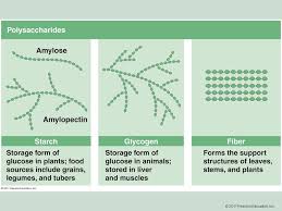 During exercise, stored fat in the body (in the form of triglycerides in adipose or fat tissue) is broken down into fatty acids. Carbohydrates Plant Derived Energy Nutrients Ppt Download