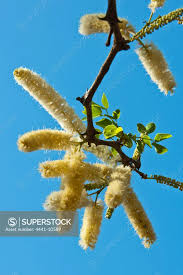 Image result for Acacia nigrescens