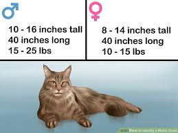 3 ways to identify a maine coon wikihow