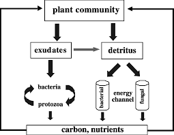 Processing Of Matter By Decomposer Organisms Differences Between Two Download Scientific Diagram