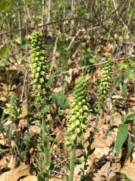 Image result for Millettia bussei