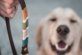 diy halsband fur hunde aus biothane selber machen living with paws halsband hund hunde hundeleine