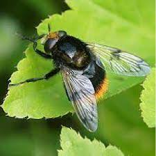Image result for Bombus alpinus