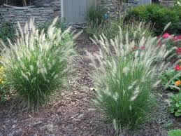 Dwarf Hamelin Grass Plants Southern Nurseries Ornamental Grass Landscape Grasses Landscaping Landscape Design