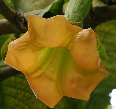 Image result for Brugmansia aurea