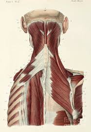 The top of the cervical spine connects to the skull, and the bottom connects to the upper back at about shoulder level. Second Layer Of Back And Neck Muscles Photograph By Science Photo Library