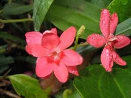 Image result for Freesia laxa