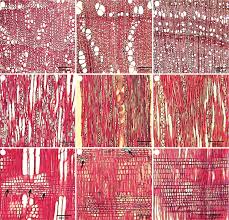 Image result for Kohautia cynanchica