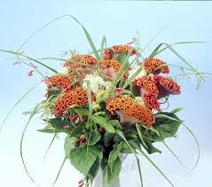 Many consider them to be the best cut. Celosia