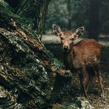 Pin By Tobey Chiu On Animaux Animal Photography Animals Beautiful Animals