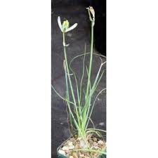 Image result for Albuca setosa