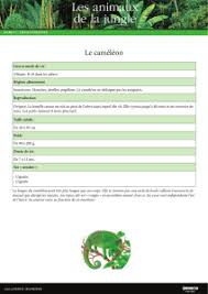 Cameleons Biologie Elevage Et Principales