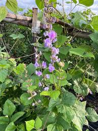 Image result for Lablab purpureus