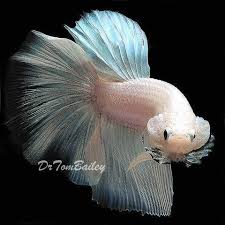 Male Versus Female Betta Yahoo Image Search Results Betta Fish Betta Siamese Fighting Fish