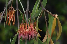 Image result for Loranthaceae