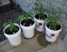 I guess that's a little more than five. Growing Roma Tomatoes In 5 Gallon Containers