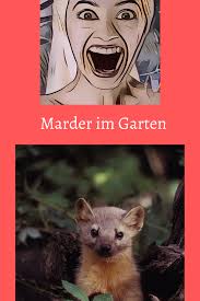 Der fachmann handke sagt aber: Marder Im Garten Was Tun Marder Im Garten Marder Was Tun Gegen Marder