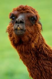 Image result for llama
