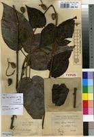 Image result for Triclisia