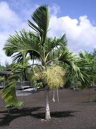 Image result for Hyophorbe indica