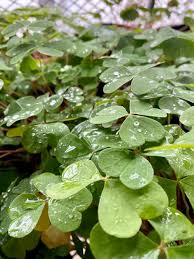 Image result for Oxalis oligotricha