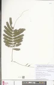 Image result for Acacia kamerunensis