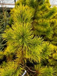 Image result for Landolphia incerta