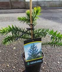 It is 7 years old and pot grown and about 3ft tall. Monkey Puzzle Tree In A 15 17cm Pot 40cm Tall Approximately Araucaria Araucana Buy Trees Shrubs Perennials Annuals House Plants Statues And Furniture