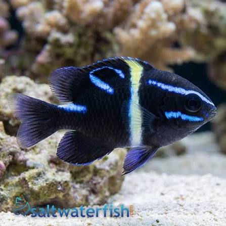 Javanese (Blue Velvet) Damsel - Damsels - Saltwater Fish