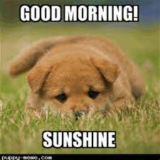 Memes are one of the best ways to express your feelings by sending funny wishes. Good Morning Sunshine Memes