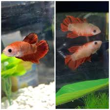 Koi Betta Turning Black After A Week Of Having Him Could It Be His Heater In His Tank Attached Photos Show After And Before Left To Right Bettafish