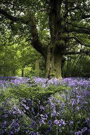 Bluebell Wood In Beverley Yorkshire England By Sarich10 Bluebells Beautiful Nature Scenery