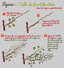 Cultiver Le Figuier Du Sud Au Nord Figuier Bouture Figuier Jardin Fruitier