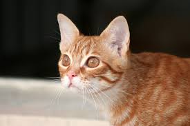 Stressed cat symptoms and relief. Why Does My Cat Lick My Hair Oven Baked Tradition