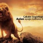 Kurt Ile Ilgili Sozler Kurt Sozleri Pek Guzel Sozler