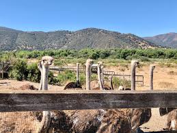 Maybe you would like to learn more about one of these? Visiting Ostrich Land In Solvang Real Mom Of Sfv