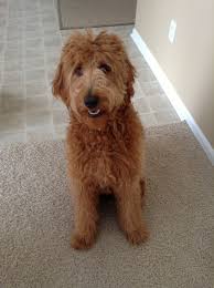 Pin On Goldendoodle Haircuts