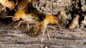 Our service helps control every kind of crawling insect you can think of, including ants and spiders. Coulson Moseley Pest Control Home Facebook