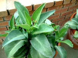 Image result for Kalanchoe daigremontiana