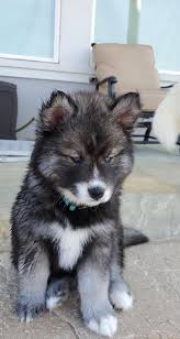 The agouti series is currently known to consist of four alleles: My Lil Agouti Husky Girl Oaklee 8 Weeks Rarepuppers