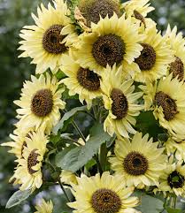 Image result for Chironia laxiflora