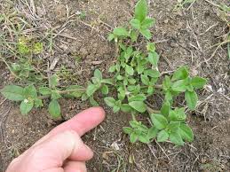 Image result for Richardia brasiliensis