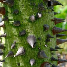 Image result for Ceiba