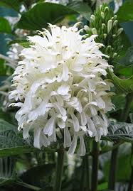 Flowers Gardens Flowers Everywhere Unusual Flowers Beautiful Flowers Plants