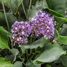 Image result for Limonium