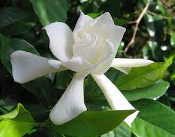 Cape Jasmine Gardenia Jasminoides Is A Tropical Shrub With Fragrant Flowers Zone 8 11 Fragrant Plant Fragrant Flowers White Flowering Shrubs