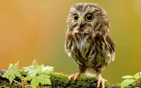 Curbie then decided that he wanted to take a bath, so he spread his wings wide so that his owner could spray his feathers. 39 Baby Owl Wallpaper On Wallpapersafari