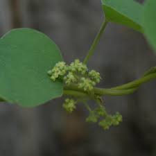 Image result for Cissampelos mucronata