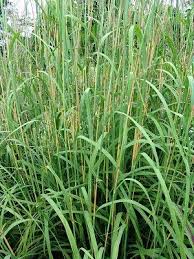 Image result for Andropogon gayanus