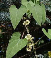 Image result for Cynanchum